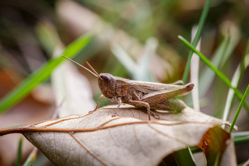 Lesser Marsh Grasshopper, Chorthippus albomarginatus, Omocestus viridulus, Grasshopper, mimicry