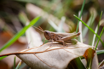 Lesser Marsh Grasshopper, Chorthippus albomarginatus, Omocestus viridulus, Grasshopper, mimicry