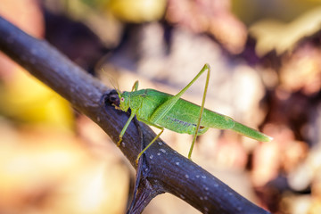 Chorthippus albomarginatus, Omocestus viridulus, Green Grasshopper, mimicry, Locusta migratoria