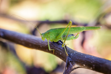 Chorthippus albomarginatus, Omocestus viridulus, Green Grasshopper, mimicry, Locusta migratoria