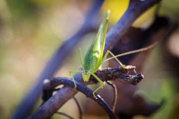 Chorthippus albomarginatus, Omocestus viridulus, Green Grasshopper, mimicry, Locusta migratoria