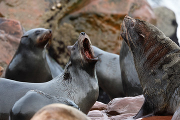 Cape Fur Seal - Cape Cross - Namibia
