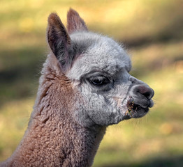 Obraz premium Young alpaca. Latin name - Vicugna pacos