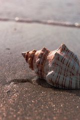 Closeup of Sea shell on sand