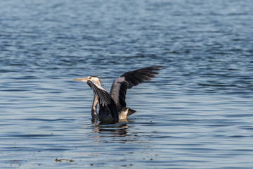 Grey Heron spotted in Hyeongsan River, South Korea