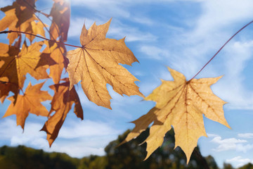 Orange autumn leaves on blue sky and forest background