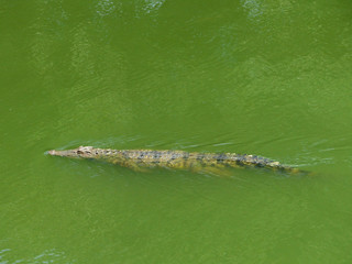 Head of the crocodile in the green water