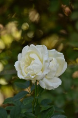 White rose flower on a Bush in the garden.