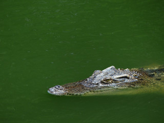 Crocodile with head above water hunting for food