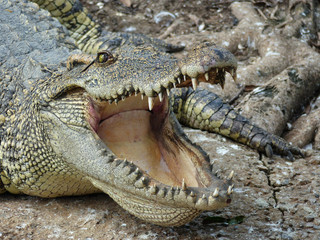 Crocodile with open mouth