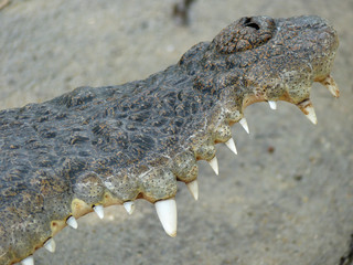 Obraz premium closeup of the mouth and teeth of a crocodile