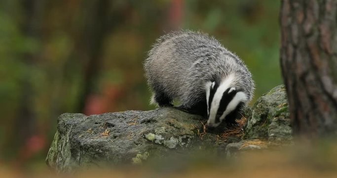 Badger in green forest, animal in nature habitat, Germany, central Europe. Wildlife scene from nature. Animal in wood. Cute black white grey mammal feeding blueberry, badger behaviour. Badger meadow.