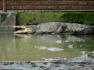 Crocodile in the farm