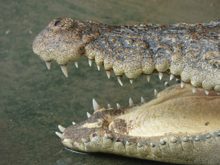 closeup of the mouth and teeth of a crocodile