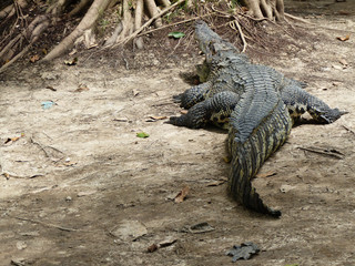 Crocodile in the farm