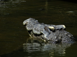 crocodile on water
