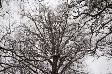 Obraz premium Winter in Russia