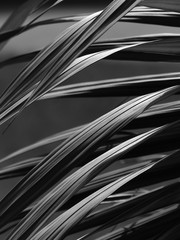 black and white palm leaf with light