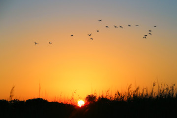 Fototapeta na wymiar Sunset. Flying flock birds background sunset sky. Silhouette bushes