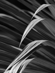 black and white palm leaf with light