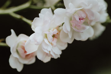 Super white tiny fairy rose flower close up