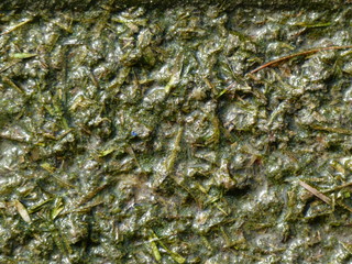 Green algae growing on the water's surface closeup