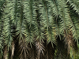 palm leaf tree in park