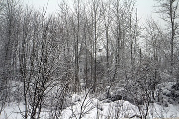 Temples and houses in the winter forest