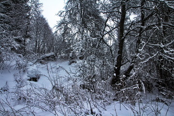 Temples and houses in the winter forest