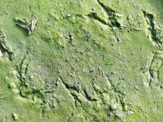 moss on mud soil texture