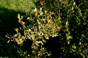 Betula humilis - Strauchbirke