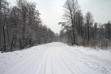Fototapeta na wymiar Snowy winter in the forest