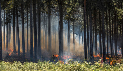 Wildfire, fire in a forest.