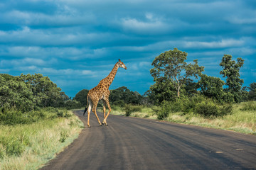 Giraffe crossing the road, Kruger National Park, South Africa.