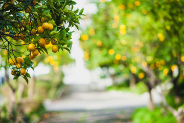 orange trees in the park