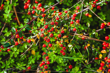 branches of hawthorn.