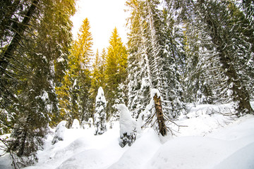 Altopiano di Asiago in inverno. abeti ricoperti di neve fresca nel bosco. escursione con le ciaspole nella neve
