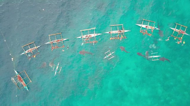 Aerial view people swimming and feeding wild whale shark from boats in sea natural reserve. Drone view tourist people snorkeling and swimming with whale shark in sea.