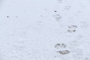 Left footprints during the winter walk on snow.