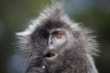 Portrait Silvered leaf monkey (Trachypithecus cristatus) or Silvery lutung (silver leaf monkey). Silvery langur Malaysia