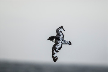 Cape petrel, Antartica