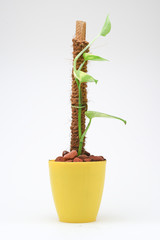 green money plant in pot isolated on white