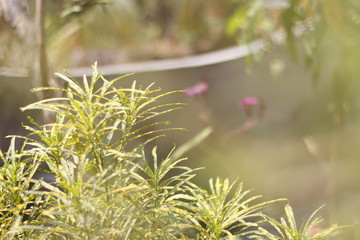flowers in the garden