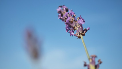 Lavender flower close up and blooming field in summer with blue sky. It give relax herb smell.