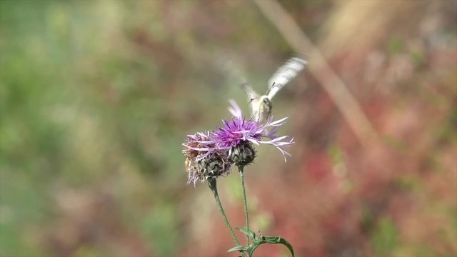 Mosel-Apollo, Apollofalter, Moselapollofalter Parnassius apollo