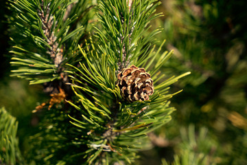 Pinus uncinata ssp rotundata, Pinus mugo ssp. rotundata, Pinus mugo ssp. rotundata - Moorkiefer,...