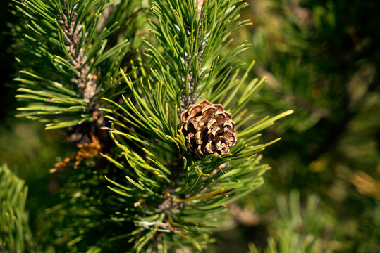Pinus uncinata ssp rotundata, Pinus mugo ssp. rotundata, Pinus mugo ssp. rotundata - Moorkiefer, Moor-Spirke, Latsche, F&ouml;hre, Legf&ouml;hre