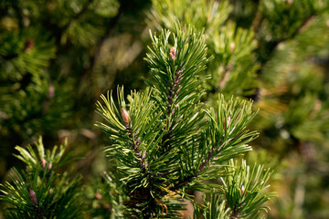 Pinus uncinata ssp rotundata, Pinus mugo ssp. rotundata, Pinus mugo ssp. rotundata - Moorkiefer,...