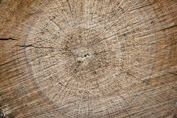 Yellow, gray, brown natural annual rings on the end of an oak stump. Closeup as a background. Original natural texture of an oak stump. Nature concept for design