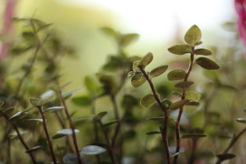 branch of a tree in spring